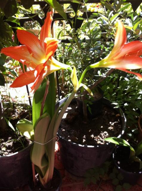 Name:  amaryllis.jpg
Views: 1005
Size:  63.2 KB