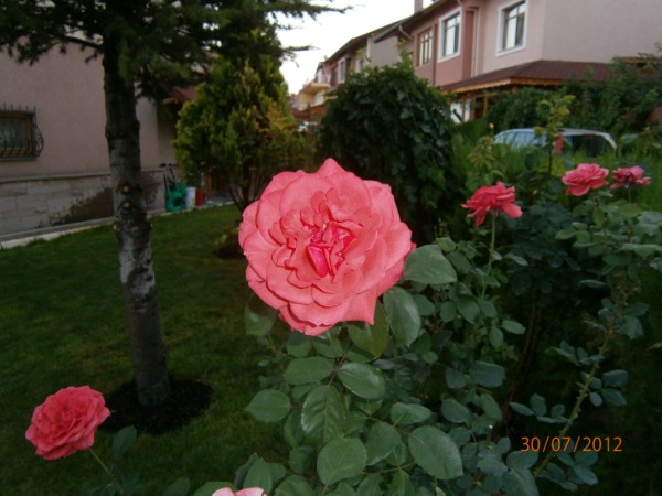 Name:  baheiek 001 (600 x 450).jpg
Views: 1212
Size:  67.4 KB
