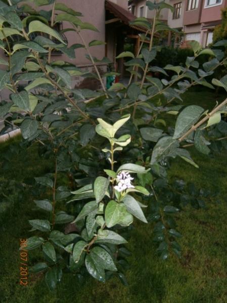 Name:  baheiek 011 (450 x 600).jpg
Views: 1312
Size:  46.8 KB