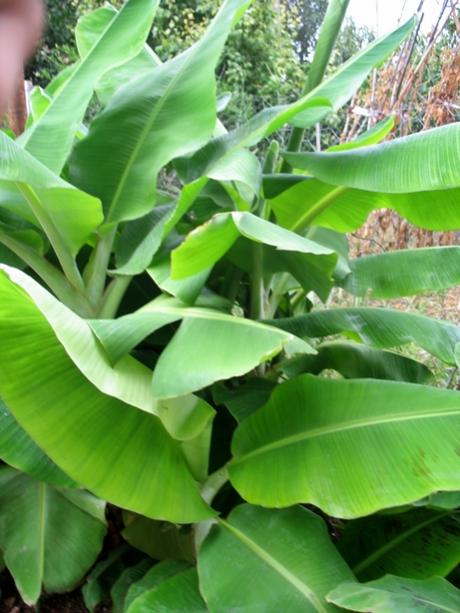 Name:  IMG_7194.jpg
Views: 1401
Size:  46.0 KB