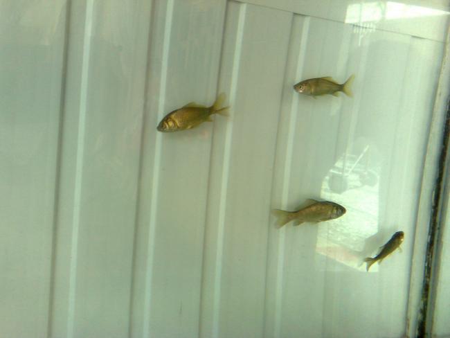 Name:  05022008707.jpg
Views: 842
Size:  22.2 KB