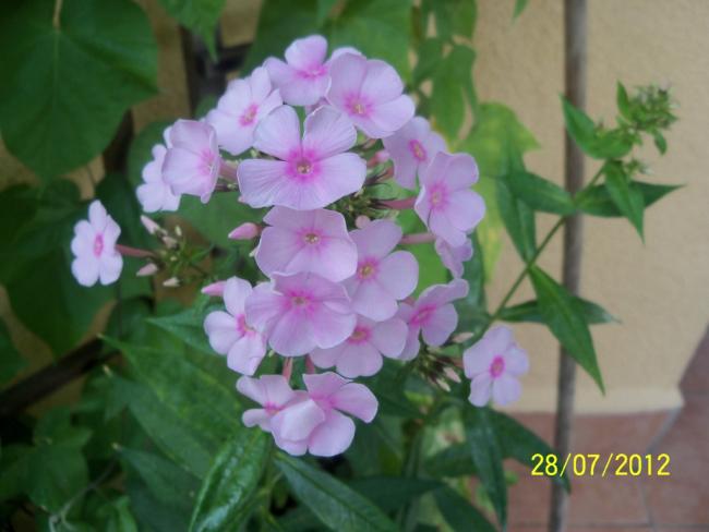 Name:  100_9619.jpg
Views: 330
Size:  34.1 KB
