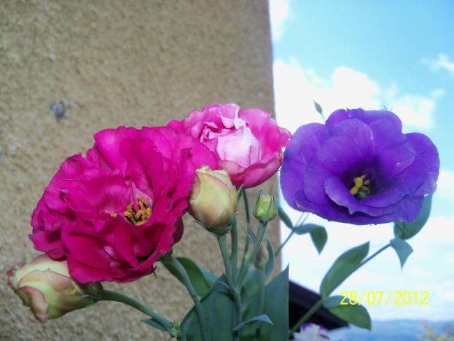 Name:  100_9648.jpg
Views: 325
Size:  37.3 KB