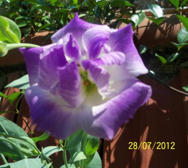 Name:  100_9656.jpg
Views: 320
Size:  49.8 KB