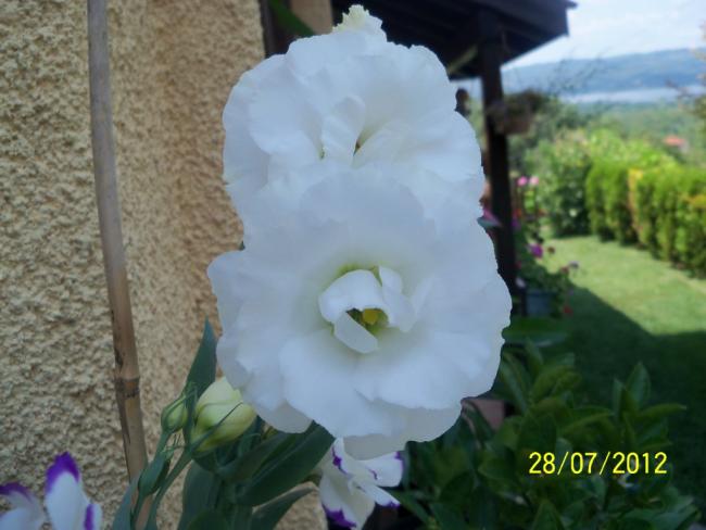 Name:  100_9641.jpg
Views: 330
Size:  38.4 KB