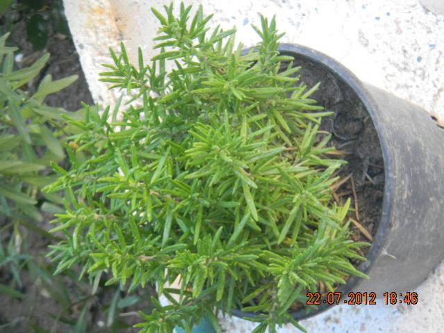 Name:  DSCN2277.jpg
Views: 1360
Size:  56.9 KB