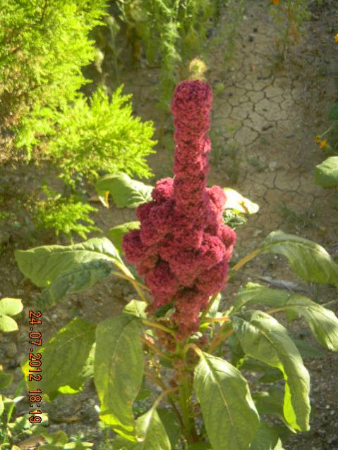 Name:  DSCN2278.jpg
Views: 940
Size:  58.8 KB