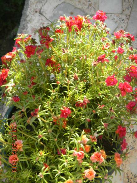 Name:  DSCN2279.jpg
Views: 1193
Size:  65.1 KB