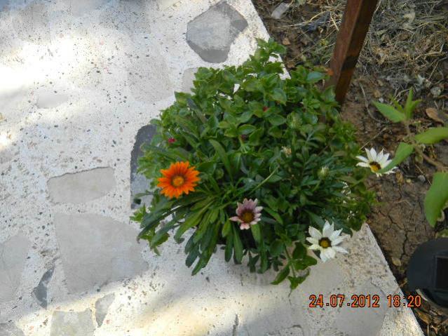 Name:  DSCN2282.jpg
Views: 783
Size:  61.2 KB