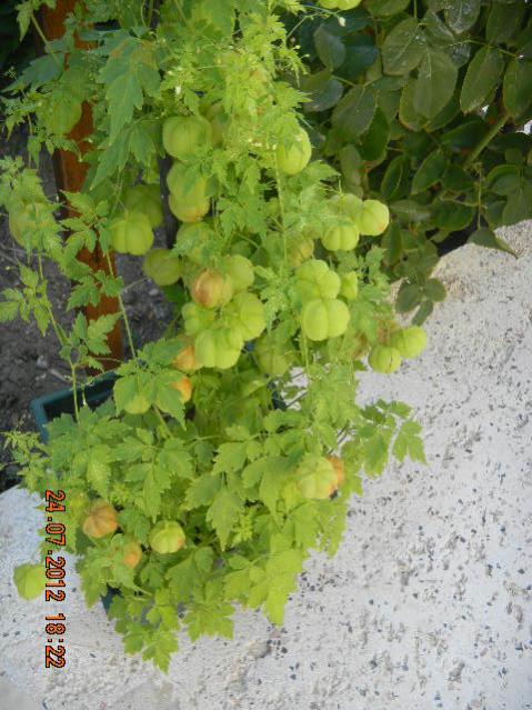 Name:  DSCN2304.jpg
Views: 730
Size:  60.4 KB