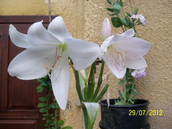 Name:  100_9767.jpg
Views: 322
Size:  46.3 KB