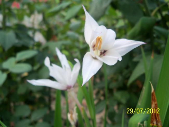 Name:  100_9793.jpg
Views: 366
Size:  30.4 KB