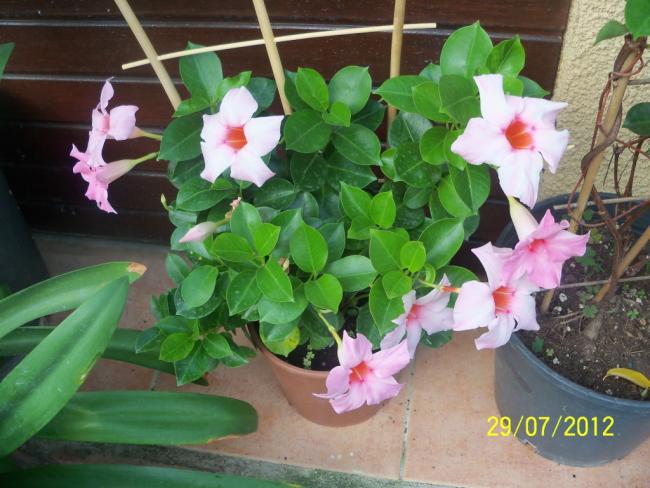 Name:  100_9888.jpg
Views: 333
Size:  53.1 KB