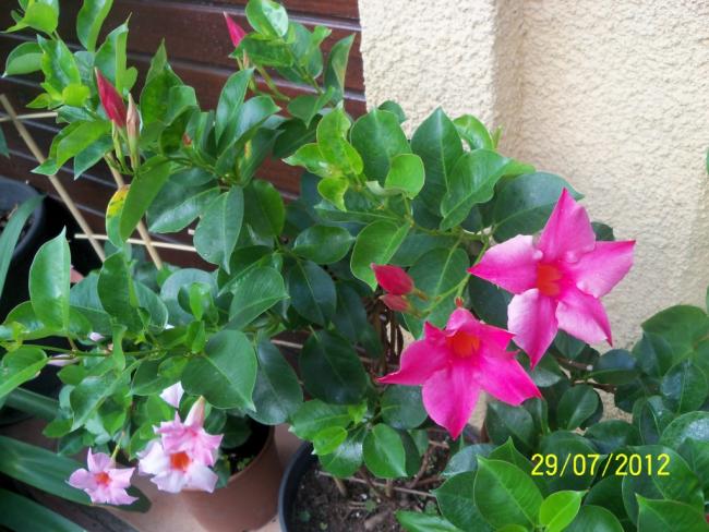 Name:  100_9892.jpg
Views: 334
Size:  59.1 KB