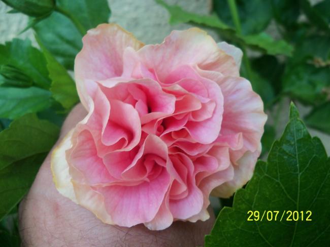 Name:  100_9818.jpg
Views: 510
Size:  35.8 KB