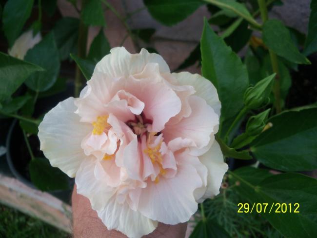 Name:  100_9816.jpg
Views: 482
Size:  32.4 KB