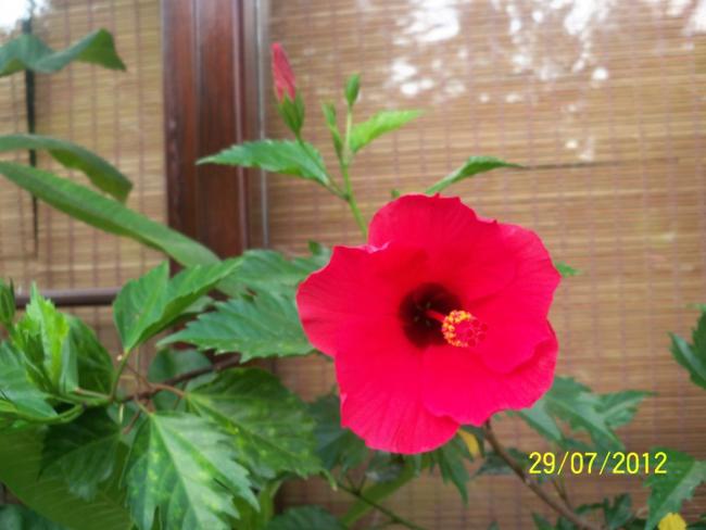 Name:  100_9900.jpg
Views: 486
Size:  37.3 KB