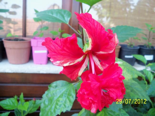 Name:  100_9924.jpg
Views: 493
Size:  40.8 KB