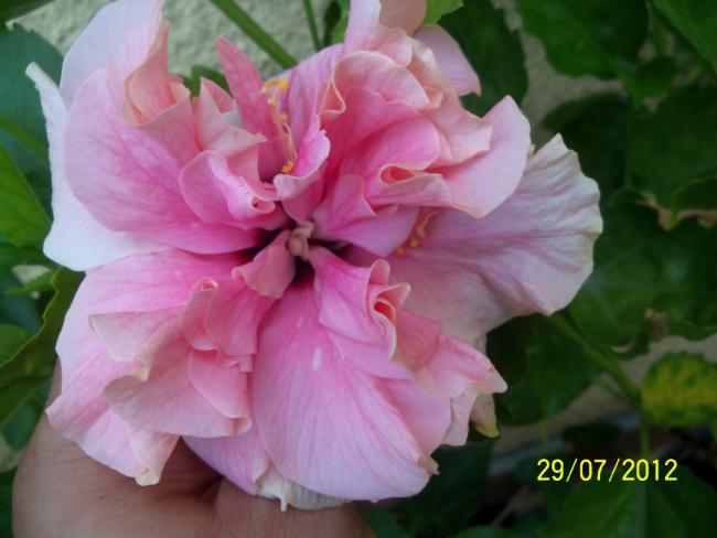 Name:  100_9929.jpg
Views: 507
Size:  35.6 KB