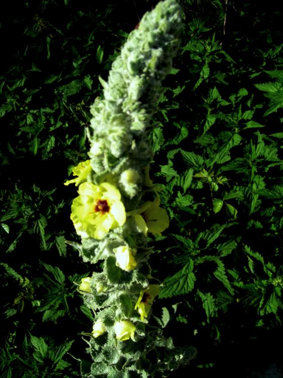 Name:  IMG_5929.jpg
Views: 1721
Size:  75.1 KB