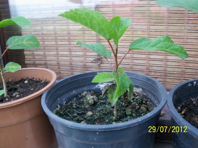 Name:  100_9833.jpg
Views: 464
Size:  53.2 KB