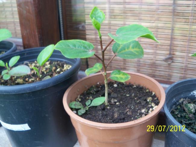 Name:  100_9835.jpg
Views: 464
Size:  45.9 KB