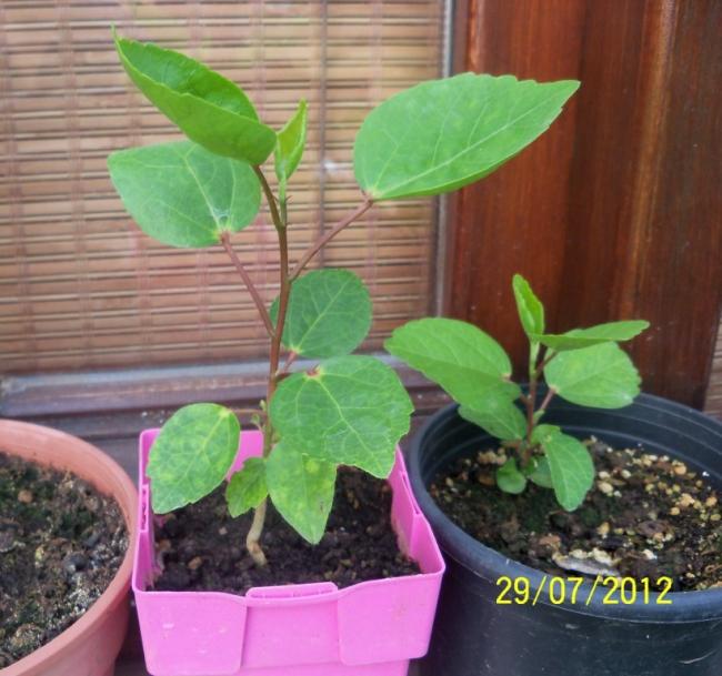 Name:  100_9841.jpg
Views: 461
Size:  55.8 KB