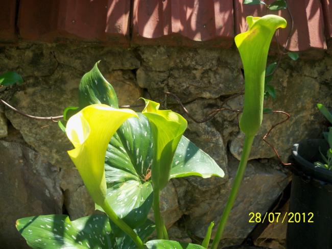 Name:  100_9659.jpg
Views: 450
Size:  49.2 KB
