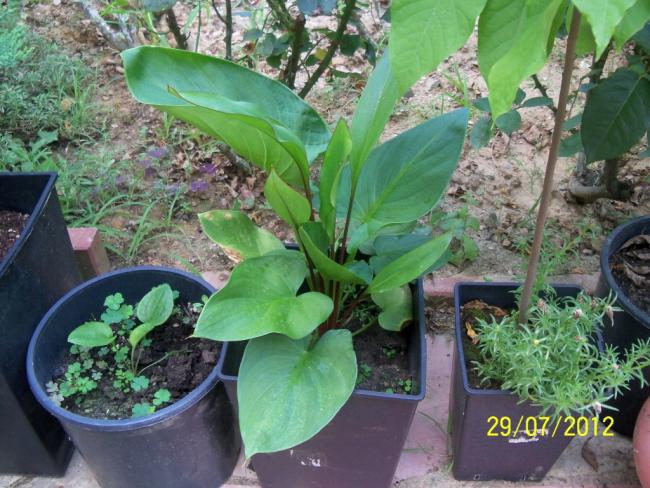 Name:  100_9811.jpg
Views: 439
Size:  65.8 KB