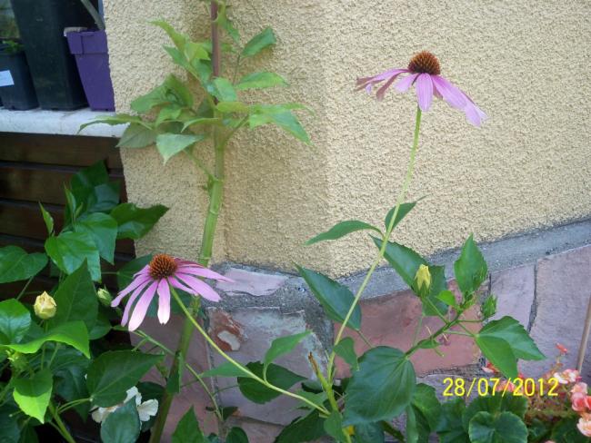 Name:  100_9678.jpg
Views: 435
Size:  64.4 KB