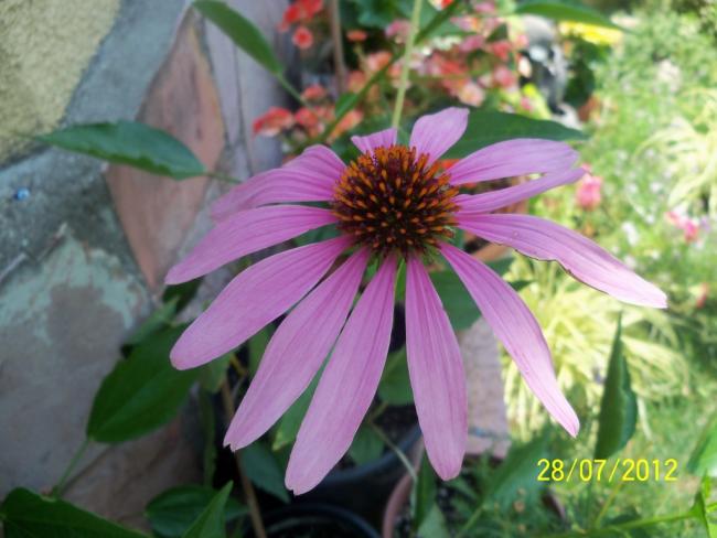 Name:  100_9681.jpg
Views: 441
Size:  43.5 KB