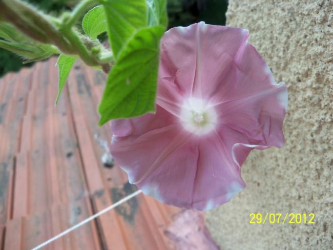 Name:  100_9923.jpg
Views: 449
Size:  37.2 KB