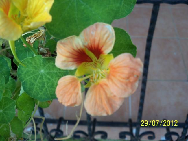 Name:  100_9913.jpg
Views: 441
Size:  35.5 KB