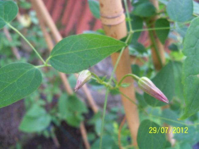 Name:  100_9902.jpg
Views: 429
Size:  31.5 KB