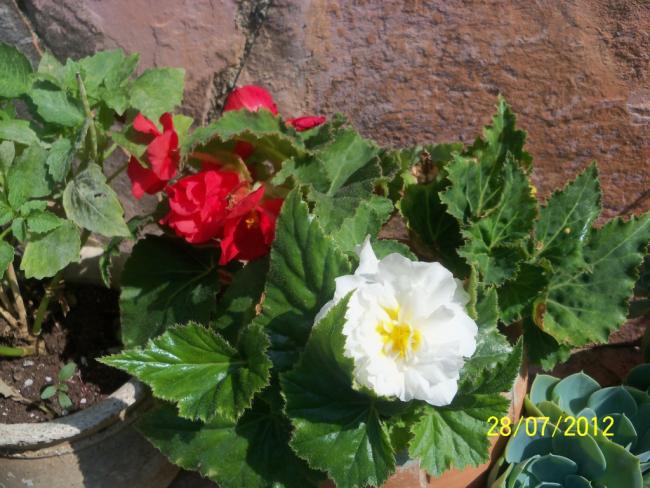 Name:  100_9716.jpg
Views: 444
Size:  59.1 KB