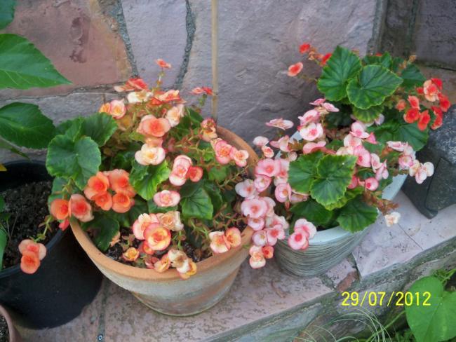 Name:  100_9821.jpg
Views: 433
Size:  57.9 KB