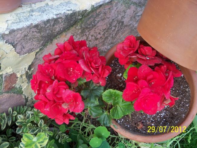Name:  100_9825.jpg
Views: 423
Size:  62.8 KB