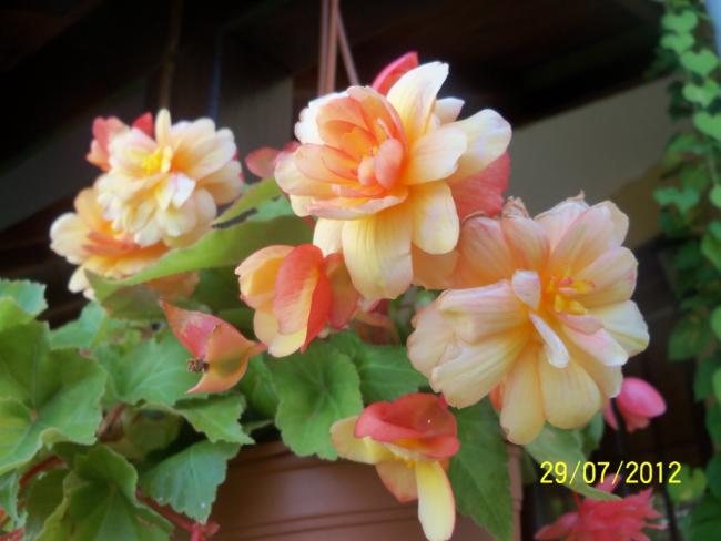 Name:  100_9850.jpg
Views: 408
Size:  35.7 KB