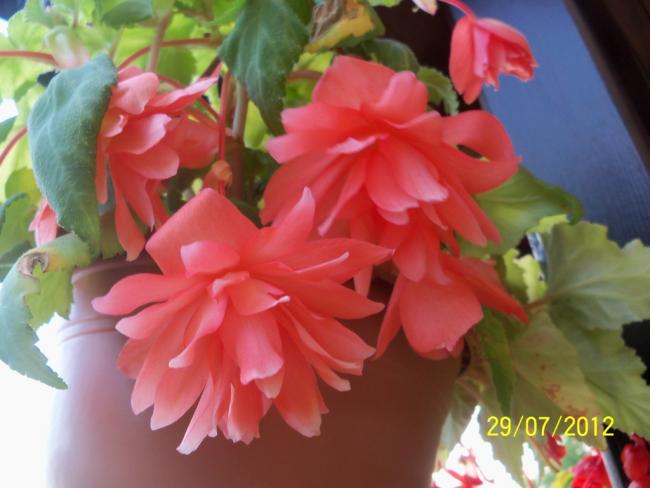 Name:  100_9855.jpg
Views: 435
Size:  36.9 KB
