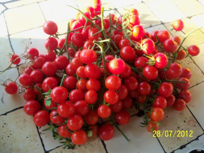 Name:  100_9743.jpg
Views: 410
Size:  49.6 KB