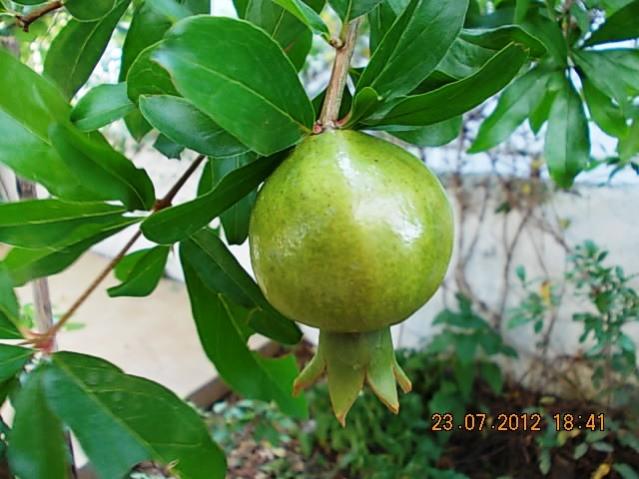 Name:  DSCN0025.jpg
Views: 1314
Size:  47.6 KB