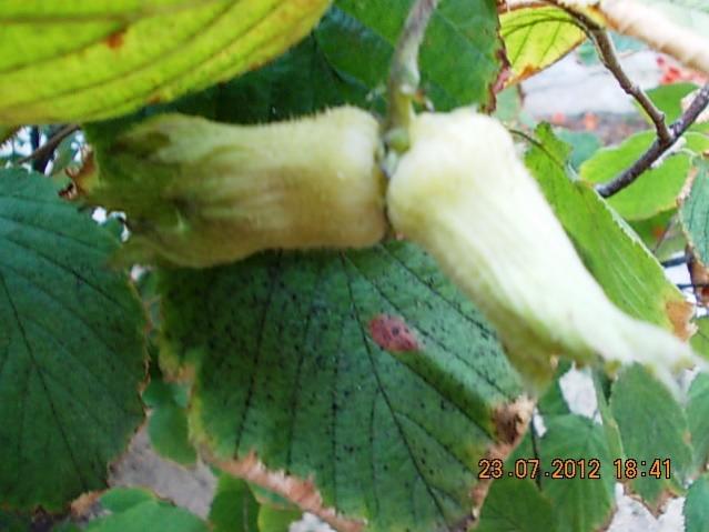 Name:  DSCN0026.jpg
Views: 1352
Size:  39.7 KB