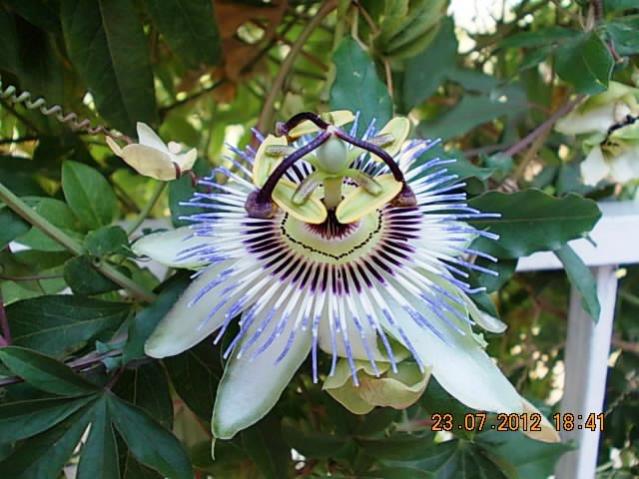 Name:  DSCN0027.jpg
Views: 2213
Size:  52.0 KB