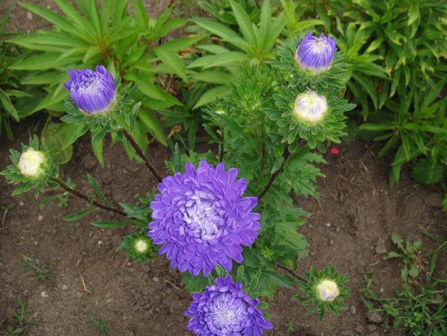 Name:  054.jpg
Views: 698
Size:  58.2 KB