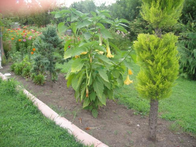Name:  013.jpg
Views: 1220
Size:  65.8 KB