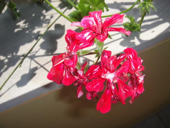 Name:  008.jpg
Views: 731
Size:  41.9 KB