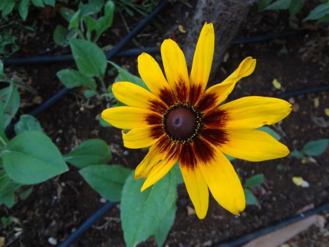 Name:  rudbeckia.jpg
Views: 934
Size:  41.4 KB