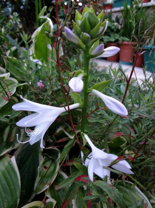Name:  hosta.jpg
Views: 1373
Size:  68.0 KB