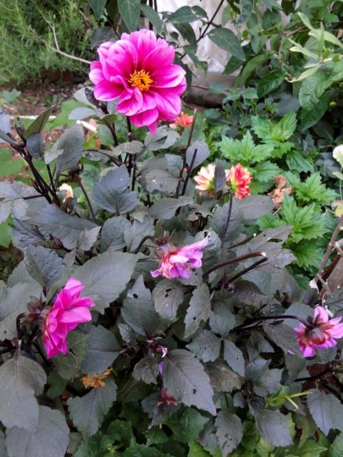 Name:  mini dahlia.jpg
Views: 1622
Size:  70.6 KB
