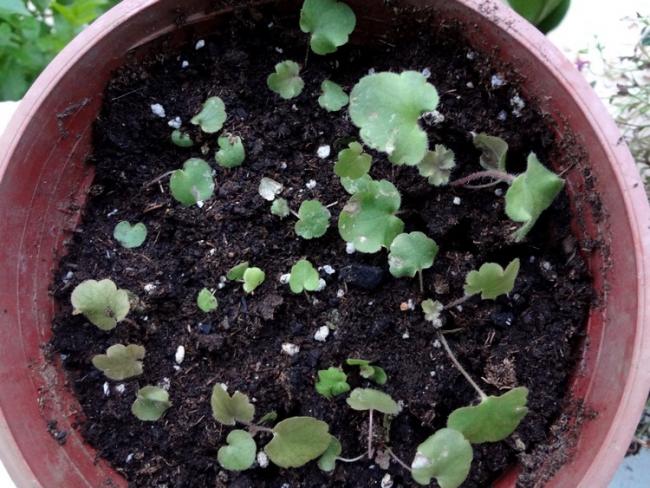 Name:  heuchera.jpg
Views: 1227
Size:  64.3 KB